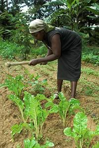 field worker in kenya